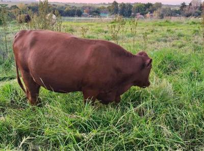 Farm For Sale in Sherman Park, Meyerton